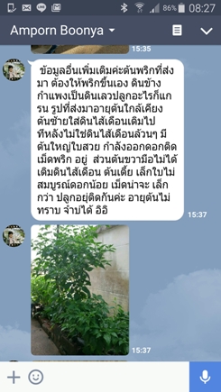 พริก11